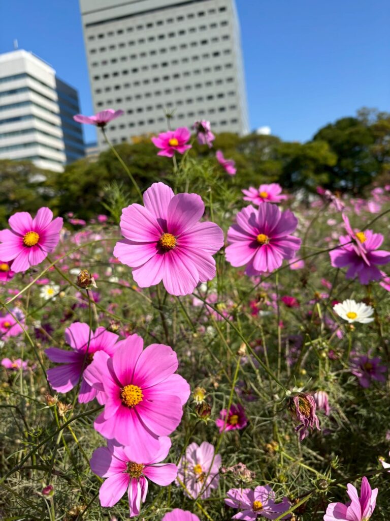 浜離宮のコスモス